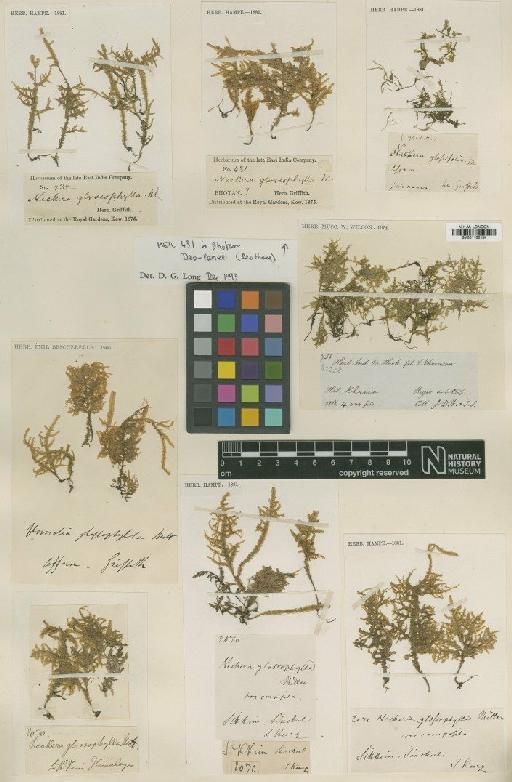 Homaliodendron microdendron (Mont.) M.Fleisch. - BM001108134_a