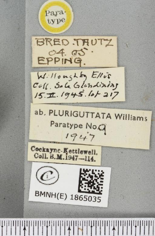 Angerona prunaria ab. striolata Klemensiewicz, 1913 - BMNHE_1865035_label_430701