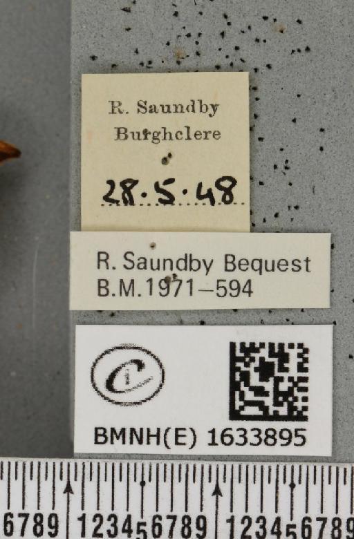 Drepana falcataria (Linnaeus, 1758) - BMNHE_1633895_label_200946