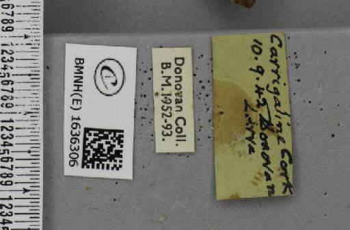 Macroglossum stellatarum (Linnaeus, 1758) - BMNHE_1636306_label_206024