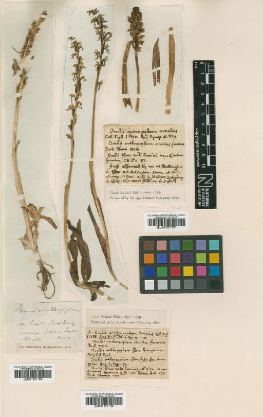 Orchis anthropophora (L.) All. - BM001057200.tif