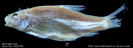 Barbus laoensis Günther, 1868 - BMNH 1862.7.28.15 Barbus laoensis, HOLOTYPE