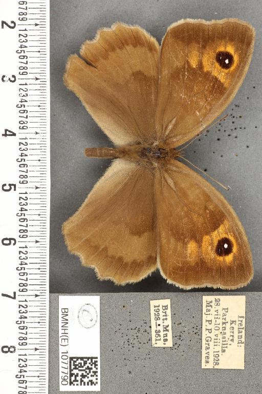 Maniola jurtina iernes Graves, 1930 - BMNHE_1077790_61342