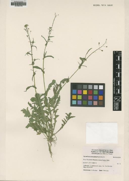 Capsella bursa-pastoris (L.) Medik. - BM000954763