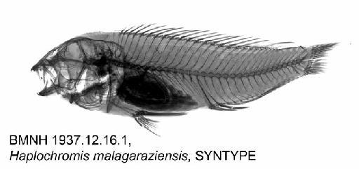 Haplochromis malagaraziensis David, 1937 - BMNH 1937.12.16.1, Haplochromis malagaraziensis, SYNTYPE, Radiograph