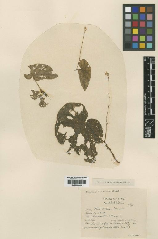 Begonia rimarum Craib - BM000839456