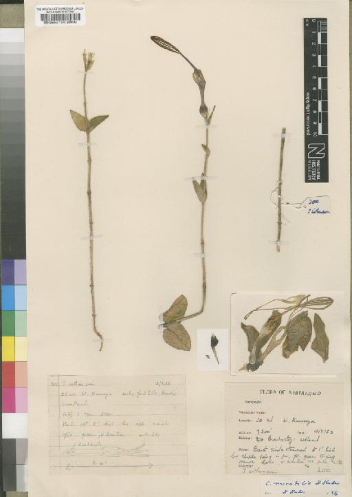 Ceropegia mirabilis J.A.Huber - BM000559156