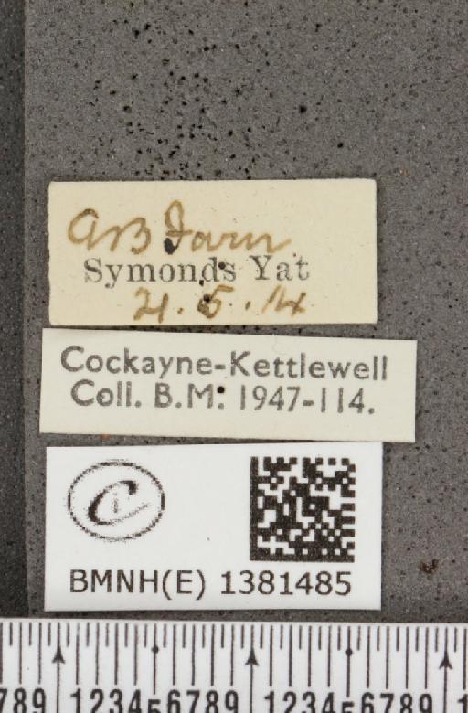 Araschnia levana (Linnaeus, 1758) - BMNHE_1381485_label_167661