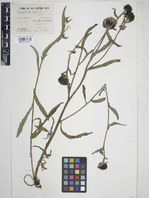 Centaurea nigra L. - 015158010