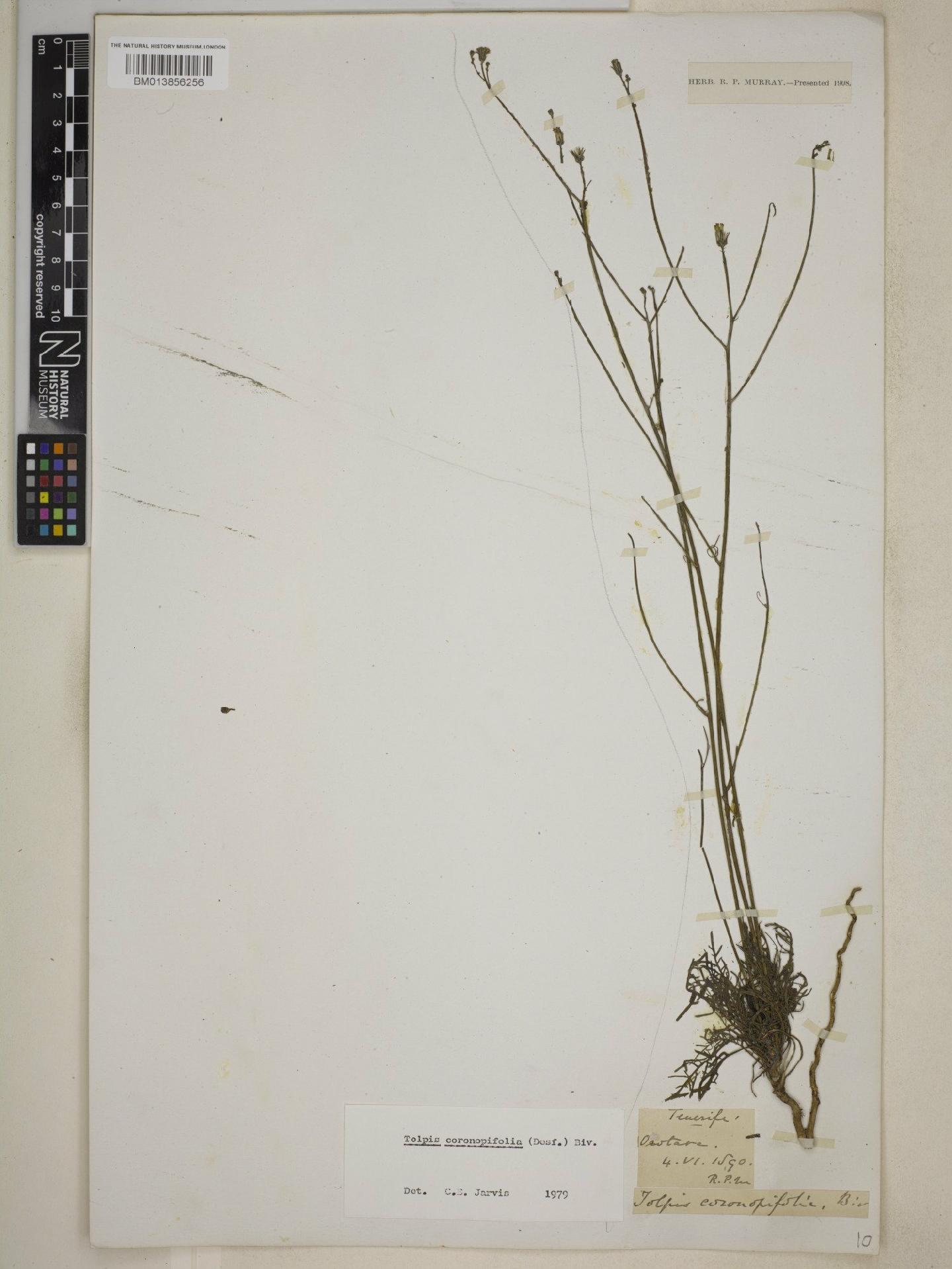 To NHMUK collection (Tolpis coronopifolia (Desf.) Biv; NHMUK:ecatalogue:9073014)