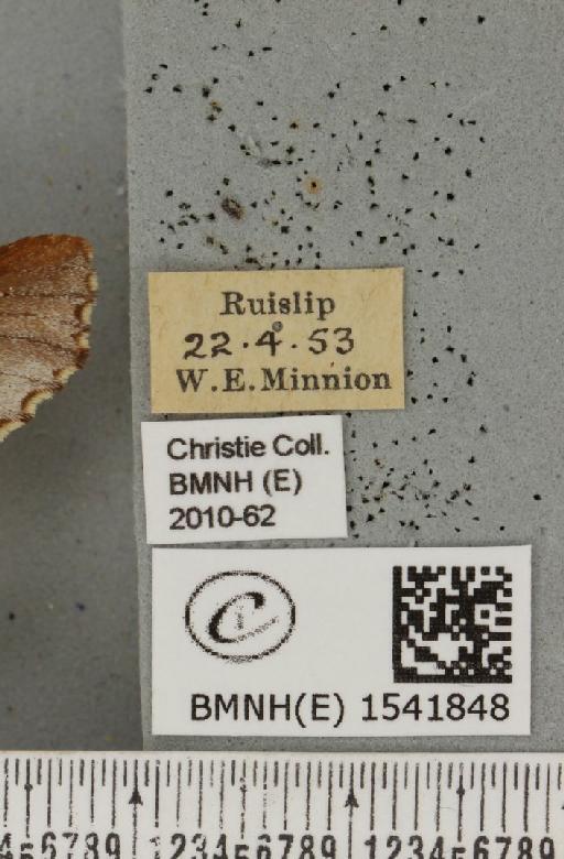 Odontosia carmelita (Esper, 1798) - BMNHE_1541848_label_248539