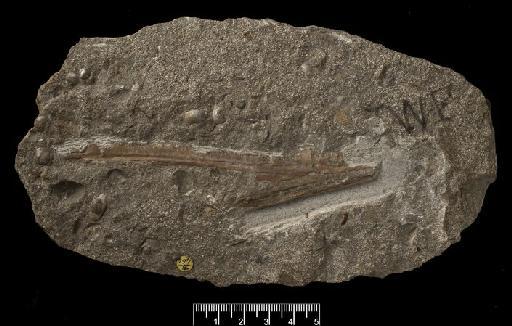 Darwinopterus Lu et al, 2010 - PV R 464 Pterosaur rostrum ?