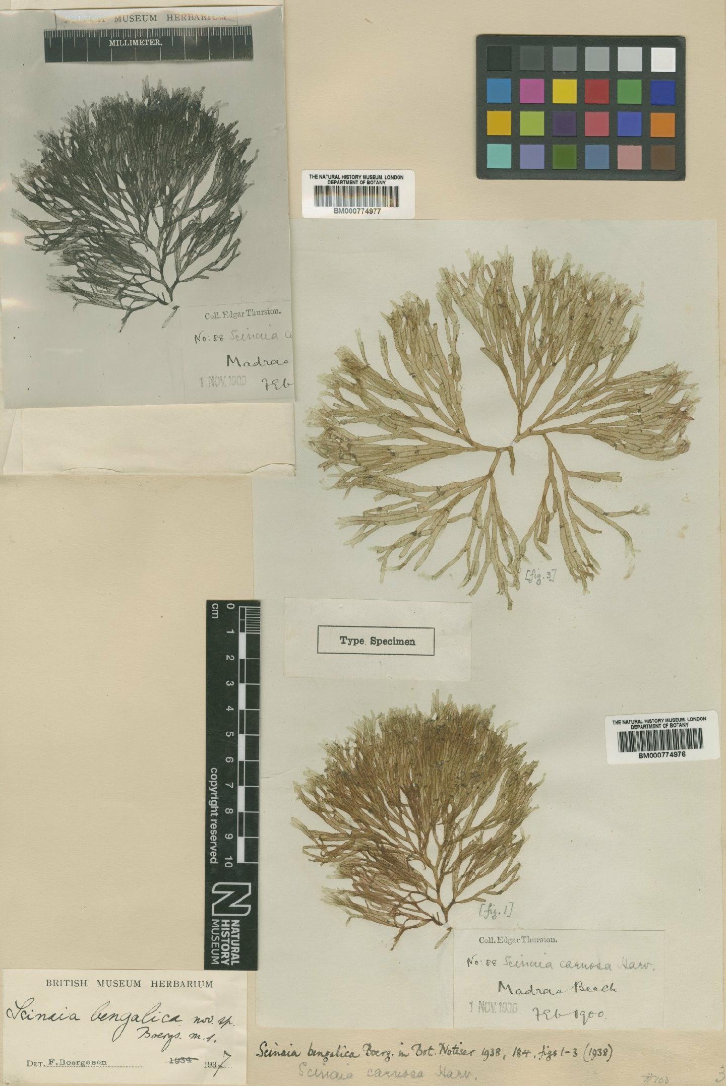 To NHMUK collection (Scinaia bengalica Børgesen; Type; NHMUK:ecatalogue:4860297)