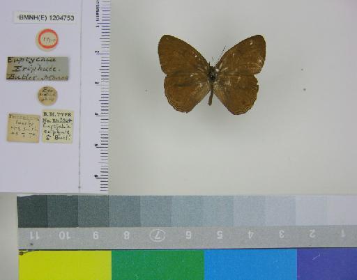 Euptychia eriphule Butler, 1867 - BMNH(E)_ 1204753_Yphthimoides_(Euptychia)_eriphule_Butler_T_male_ (1)