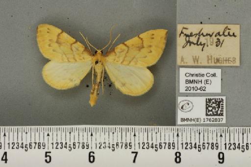 Gandaritis pyraliata (Denis & Schiffermüller, 1775) - BMNHE_1762037_345635