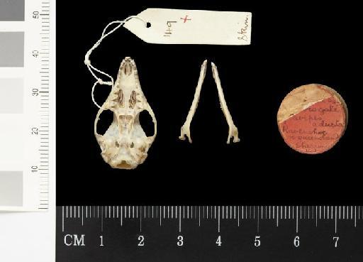 Phascogale flavipes adusta Thomas, 1923 - 1922.12.18.54_Skull_Ventral