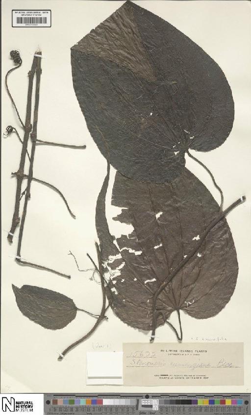 Stenomeris dioscoreifolia Planch. - BM001190894