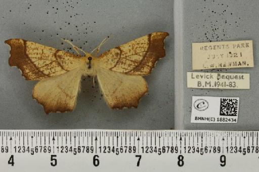 Ennomos quercinaria (Hufnagel, 1767) - BMNHE_1882434_441815