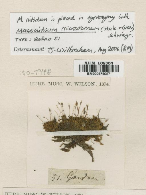 Macromitrium microstomum (Hook. & Grev.) Schwägr. - BM000878027