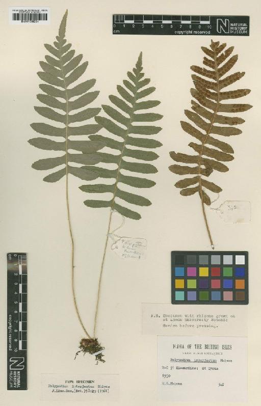 Polypodium interjectum Shivas - BM001066234