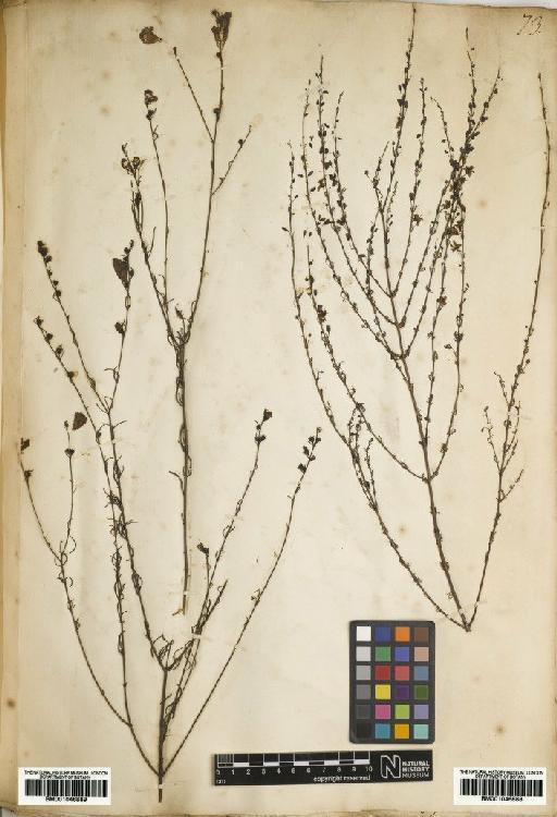 Seymeria cassioides (J.F.Gmel.) S.F.Blake - BM001046888