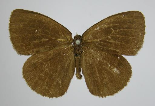 Euptychia vesper Butler, 1867 - BMNH(E)_1267098_Praefaunala_(Euptychia)_vesper_Butler_T_male_ (2)