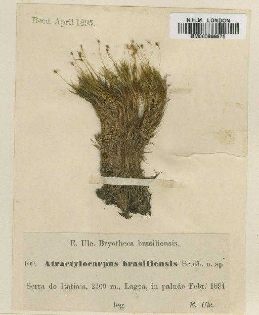 Atractylocarpus brasiliensis (Müll.Hal.) R.S.Williams - BM000866675