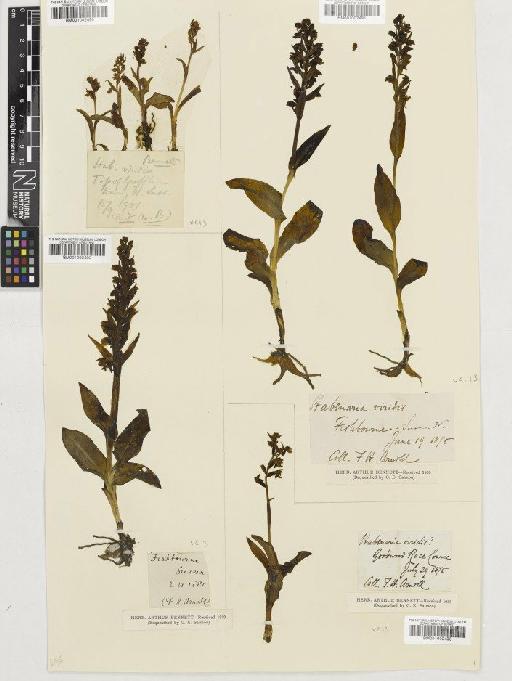 Coeloglossum viride (L.) Hartm. - BM001002490