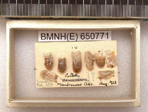 Colletes Latreille, 1802 - Hymenoptera Nest BMNH(E) 650771