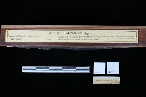 Acrodus anningae Agassiz, 1837 - 010022177_L010040447_(2)