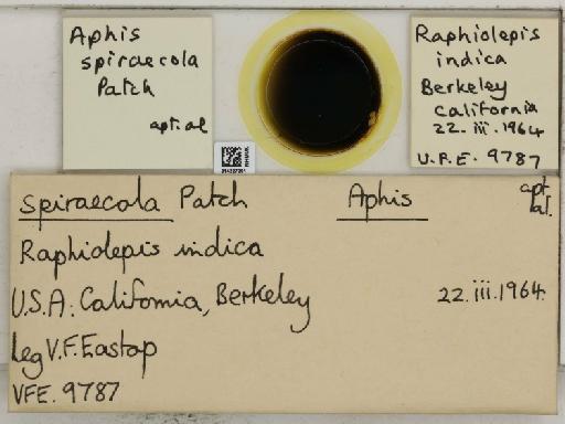 Aphis (Medoralis) spiraecola Patch, 1914 - 014227291_112529_1093088_157842_NoStatus