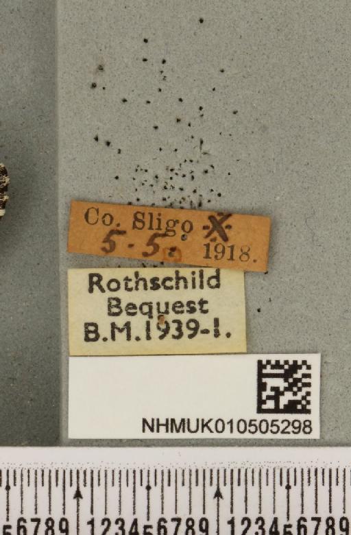 Acronicta cinerea (Hufnagel, 1766) - NHMUK_010505298_label_562830