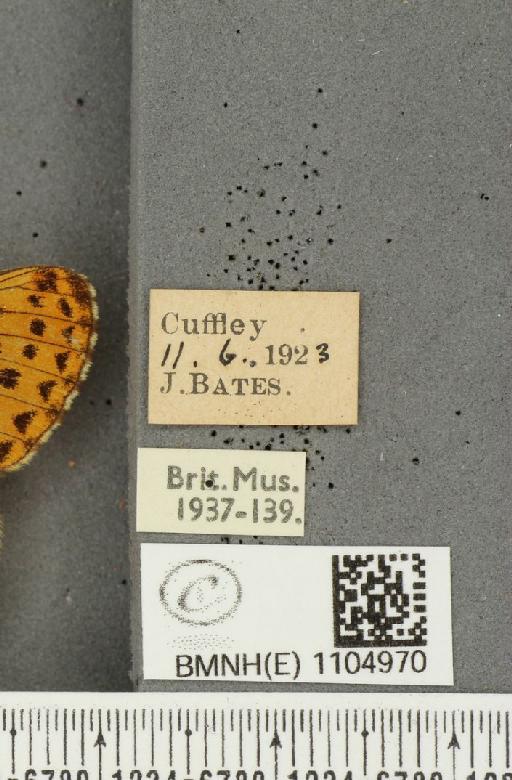 Boloria euphrosyne Linnaeus, 1758 - BMNHE_1104970_label_16503