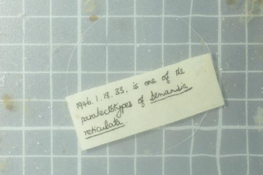 Demansia reticulata Gray, 1842 - Image of specimen 1946.1.18.33