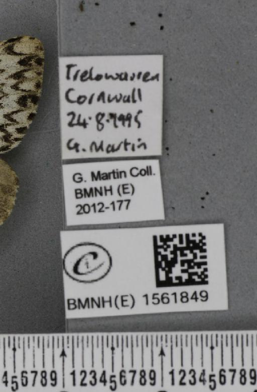 Lymantria monacha (Linnaeus, 1758) - BMNHE_1561849_label_251546