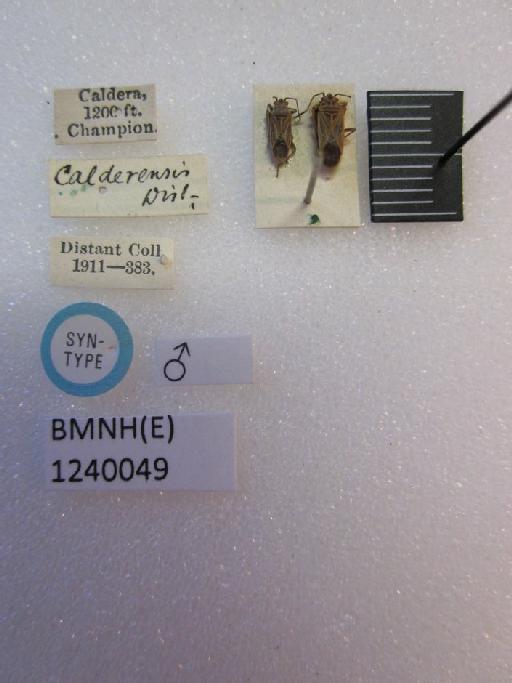 Lygaeus calderensis Distant, 1893 - Lygaeus calderensis-BMNH(E)1240049-Syntype male dorsal & labels