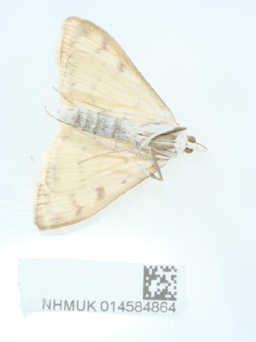 Paratalanta hyalinalis (Hübner, 1796) - 014584864_2