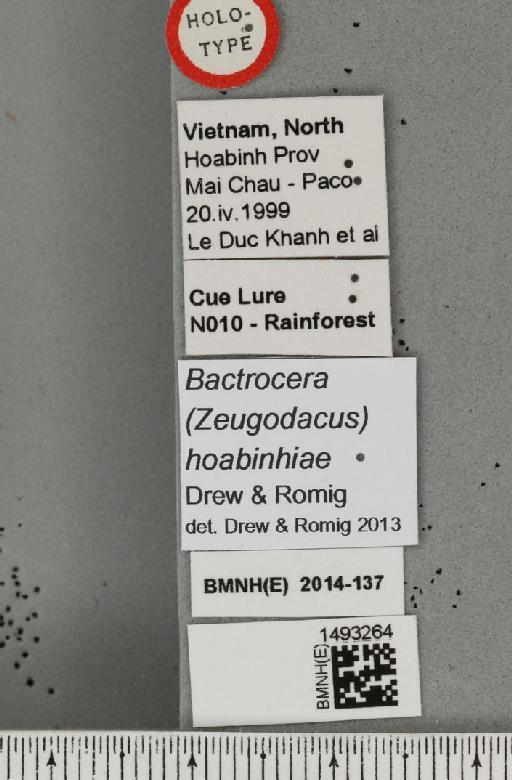 Bactrocera (Zeugodacus) hoabinhiae Drew & Romig, 2013 - BMNHE_1493264_label_44123