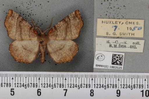 Selenia dentaria ab. fulvopustulata Smith, 1949 - BMNHE_1882025_447750