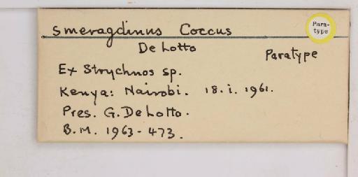 Coccus smaragdinus De Lotto, 1965 - 010713870_additional