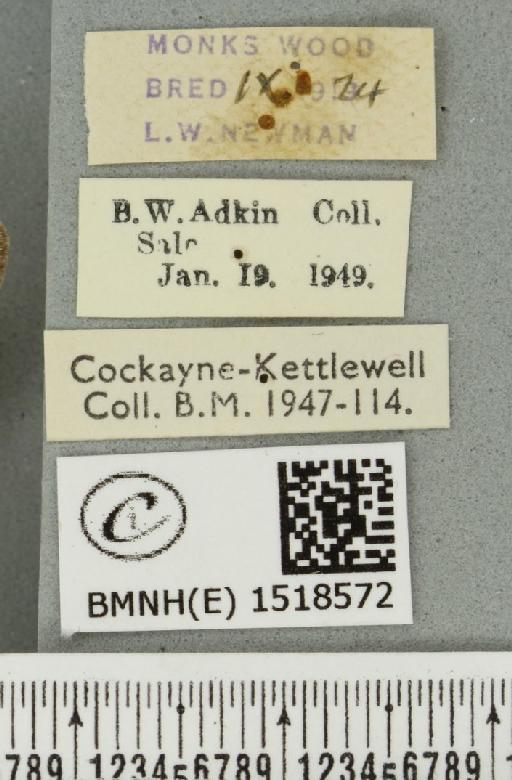 Trichiura crataegi (Linnaeus, 1758) - BMNHE_1518572_label_202212