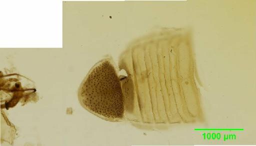 Cryptocephalinae Clavareau, 1913 - 010131388__2016_04_14_s04