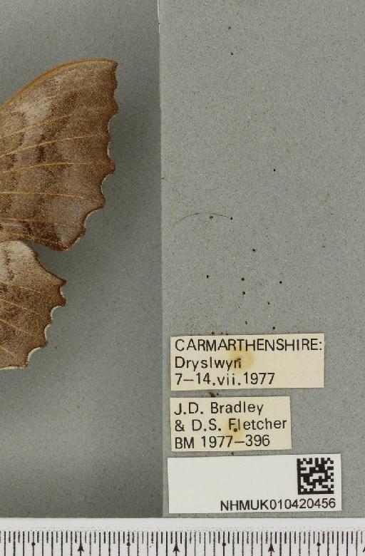 Laothoe populi populi (Linnaeus, 1758) - NHMUK_010420456_label_526611