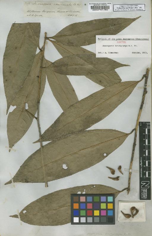 Anaxagorea acuminata (Dunal) A.DC. - BM000546769