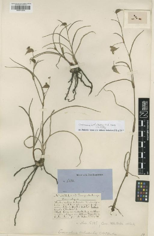Commelina welwitschii C.B.Clarke - BM001122595