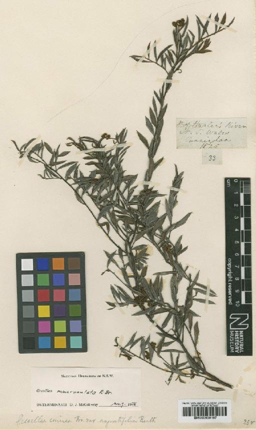 Grevillea mucronulata R.Br. - BM000939197