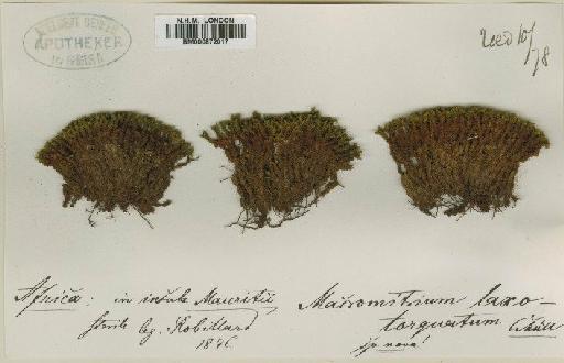 Groutiella tomentosa (Hornsch.) Wijk & Margad. - BM000872017