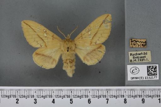 Euthrix potatoria (Linnaeus, 1758) - BMNHE_1532177_197652