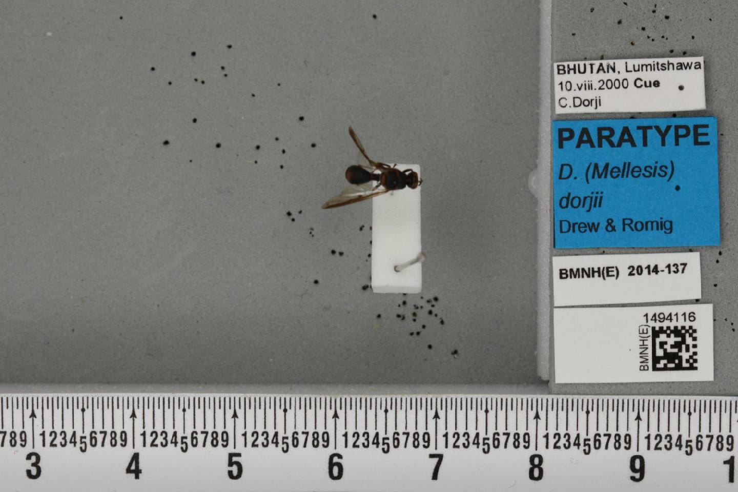 Dacus dorjii