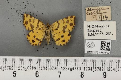 Pseudopanthera macularia (Linnaeus, 1758) - BMNHE_1859883_430220